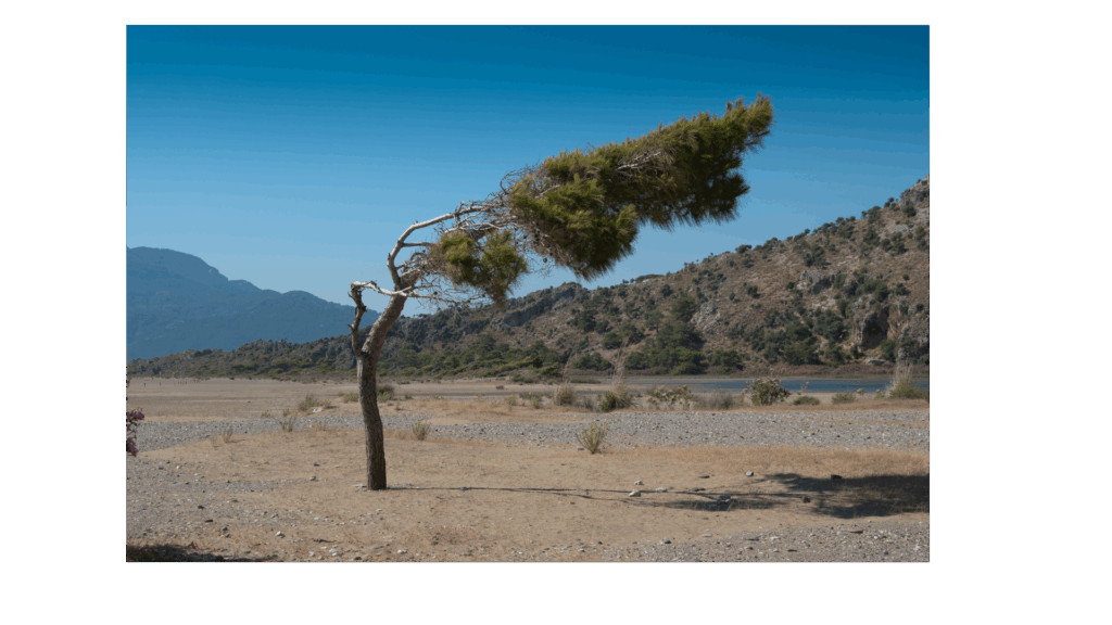 Picture of pine tree bent near in half by wind. Wabi-Sabi Pilates - North Boulder, Colorado
