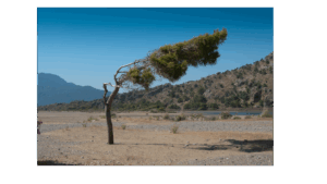 Picture of pine tree bent near in half by wind. Wabi-Sabi Pilates - North Boulder, Colorado