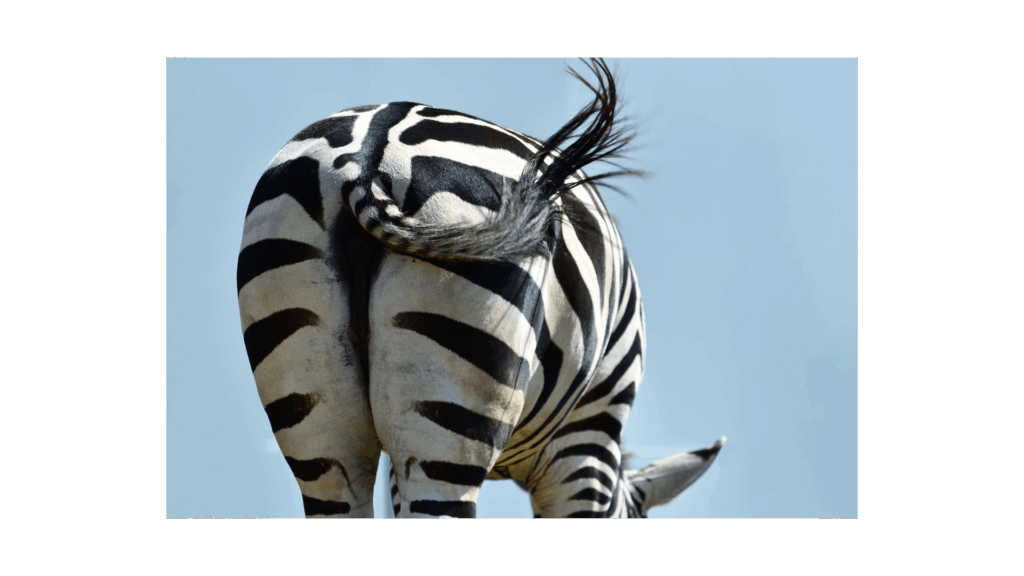 Picture of a zebra's behind. Wabi-Sabi Pilates - North Boulder, Colorado