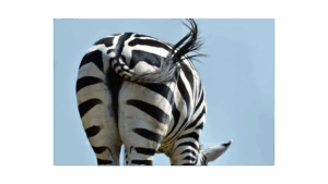 Picture of a zebra's behind. Wabi-Sabi Pilates - North Boulder, Colorado