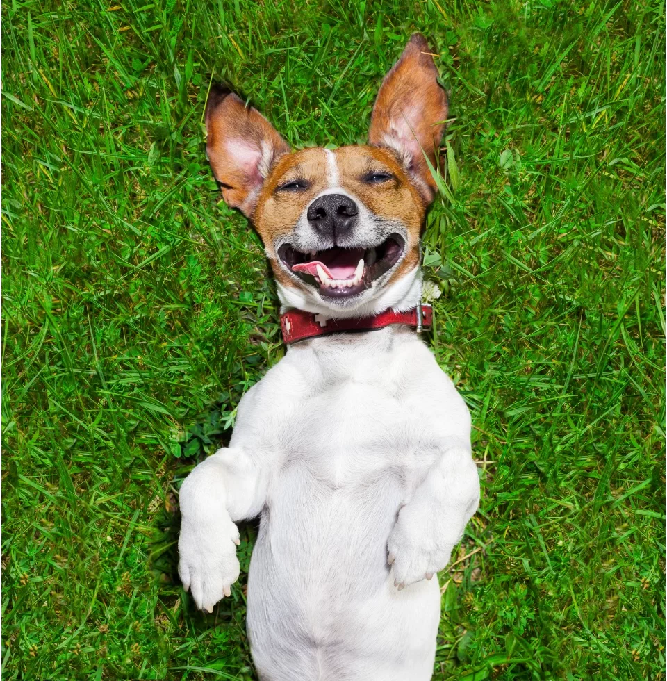 Dog showing off stomach to replicate someone with a 6-pack abs from Pilates